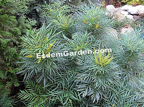 Mahonia eurybracteata 'Mekani milovanje': omiljena