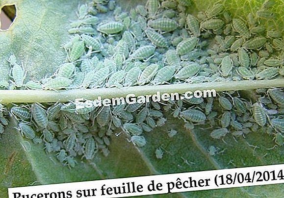Naturasol, organinis Algoflash diapazonas