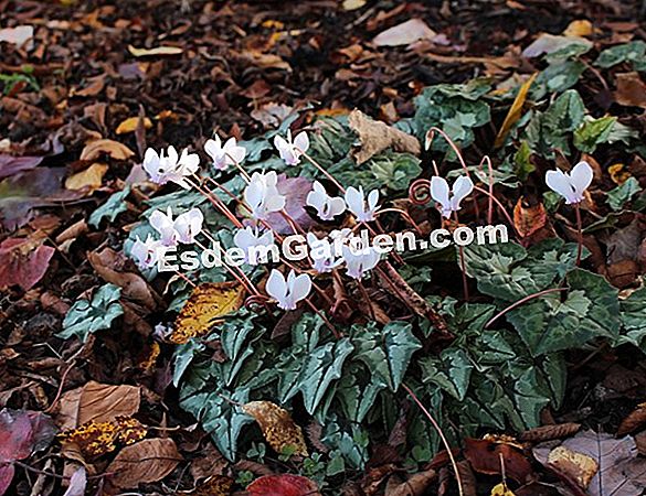 OUTstanding Cyclamen®: oznaka za ciklame na otvorenom