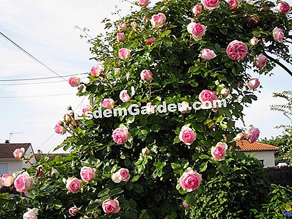 Rosiers Meilland: ์ฐธ์ 2019