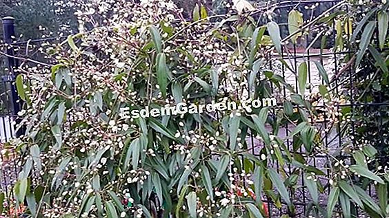 Clematis armandii, เถาวัลย์มีกลิ่นหอม