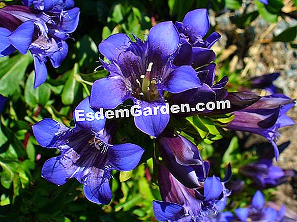Gentian septemfida (Gentiana septemfida var lagodechiana)