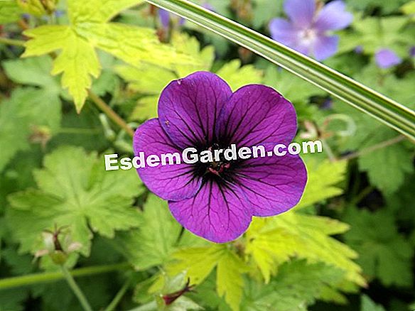 Geranium 'Sue Crûg'