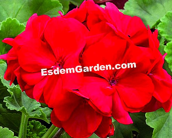 Geraniums: ποικιλίες που ανακαλύπτουν