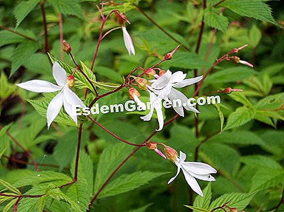 Gillenia trifoliata, nježnost i robusnost