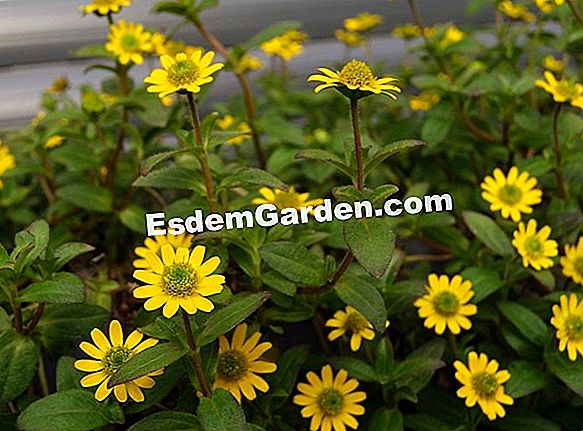 Sanvitalia procumbens