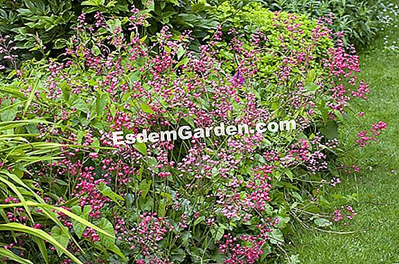 Heucheres (Heuchera): ๋ฐ๊ฒฌํด์ผ ํ ํ์ข