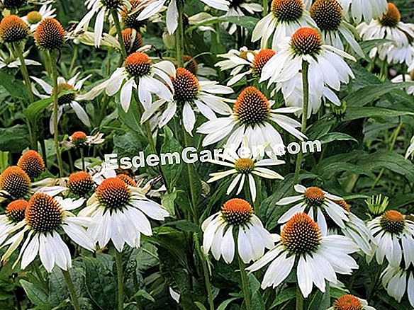 Echinacea purpurea 'Alba': kako ga uzgajati