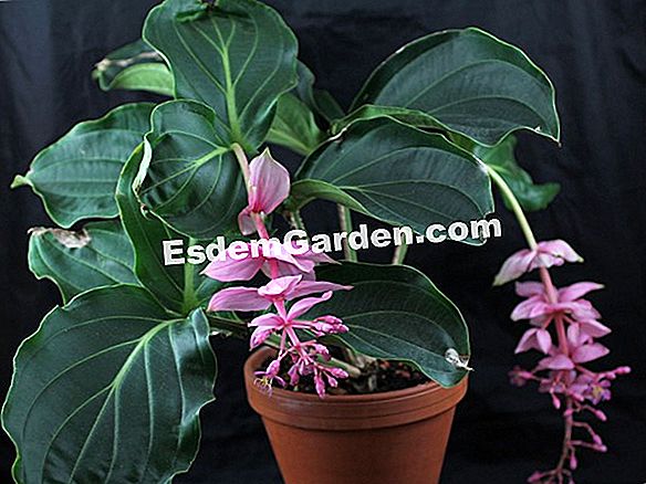 Medinilla (Medinilla magnifica)