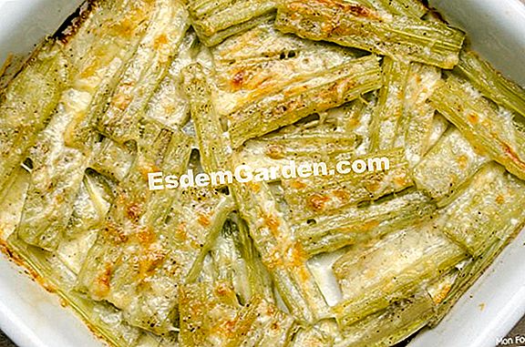 Cardoons Au Gratin