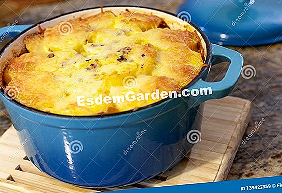 Cardoons au gratin