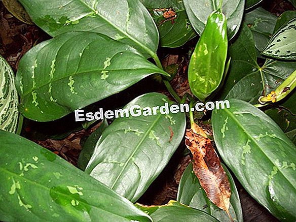 Aglaonema
