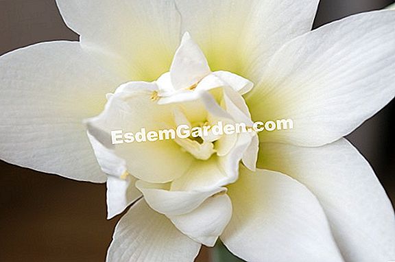 Amaryllis belladonne apsauga