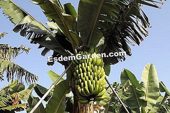 Бананово дърво на Абисиния, бананово червено