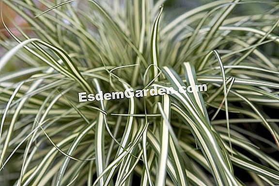 Carex and galéga, ไม้ยืนต้นที่มีใบไม้สวยงาม