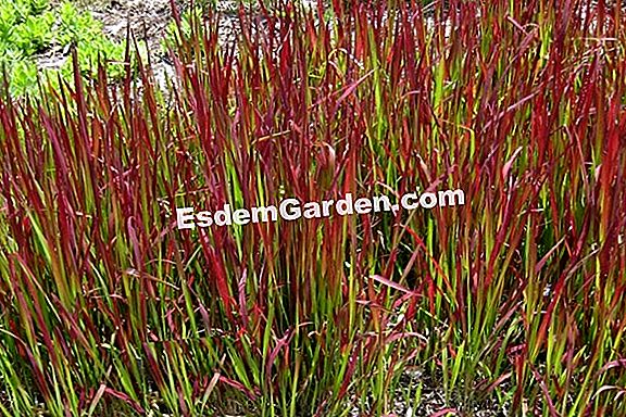 Imperata cylindrica 'Kırmızı Baron'