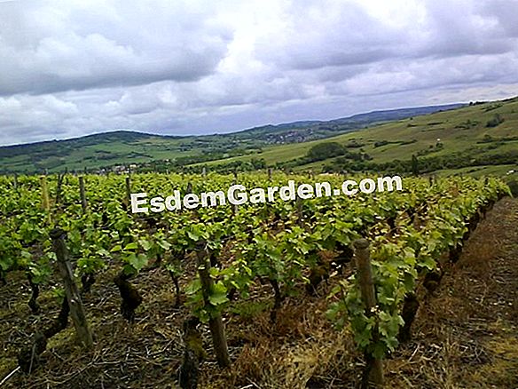 Chenin