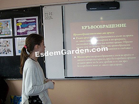 Анатомията на гъбата 🌿 Информация За Градинарство И Озеленяване - 2024