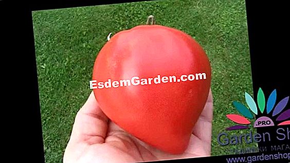 Производство на семена от домати