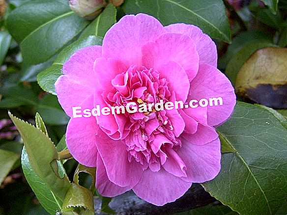 Отглеждане на камелия от Япония (Camellia Japonica)