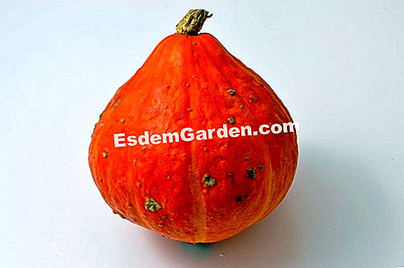 Potimarron, futĂł squash
