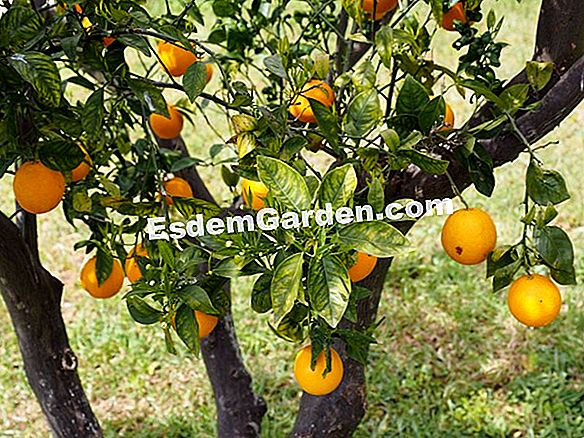 Calamondin bonsai