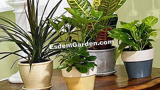 Sobne biljke: Bromeliad uzgoj