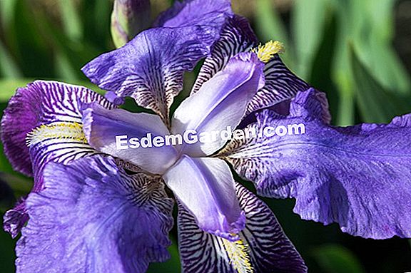 Dijeta s velikim cvjetovima, Iris iz Južne Afrike