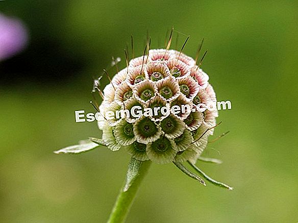 Dipsacaceae / Dipsacaceae