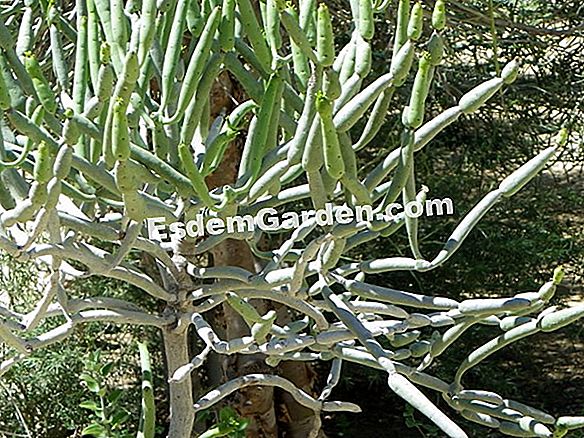 Euphorbia gyanta, Euphorbia gyanta