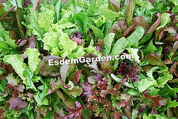 Mesclun, okos keverék
