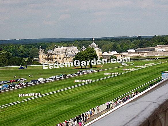 Chantilly növények napjai: 7 kedvenc növényünk
