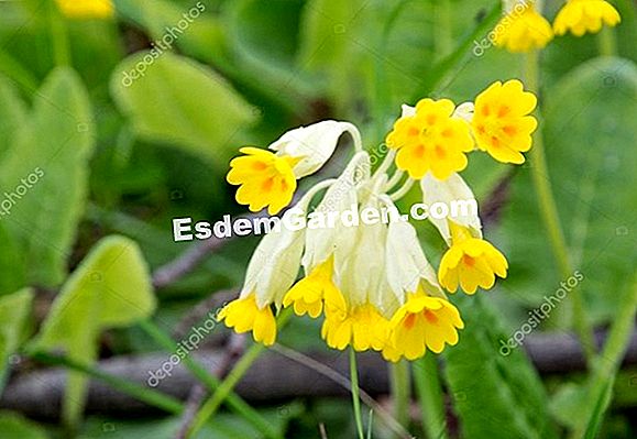 Primula acuta vagy primula kert (Primula vulgaris) termesztése