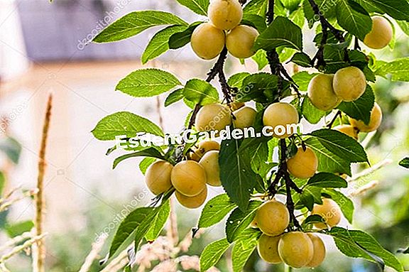 Szilva mandarin: kertészeti tippek és jó gesztusok