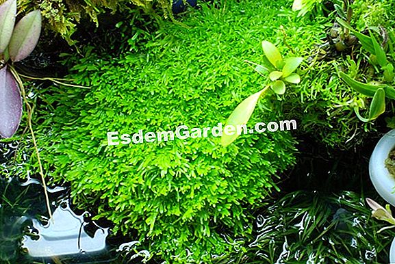 Repot a dionée