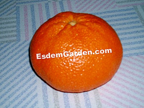 Grapefruit, Phytolac of America