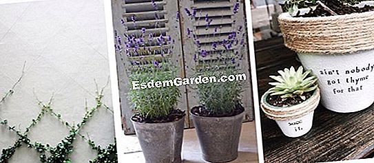 Növények erkélyről és teraszról