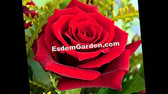 A legszebb rózsák Delbard