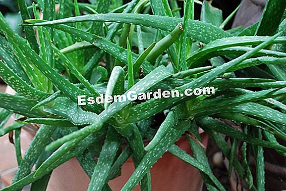 Betakarítás Aloe vera gél