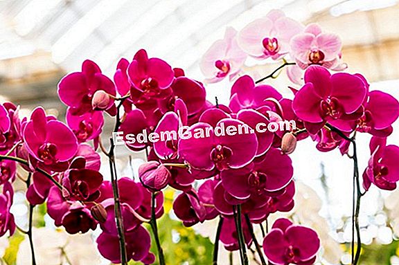 Orchideák könnyen termeszthetők