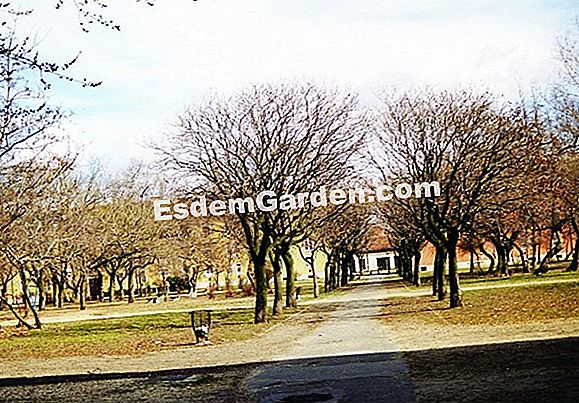 Osztja be az albizia-t