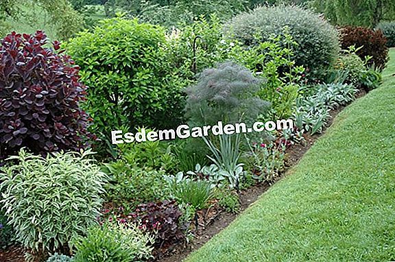 Évelő növények, invazív fák és cserjék a kertben