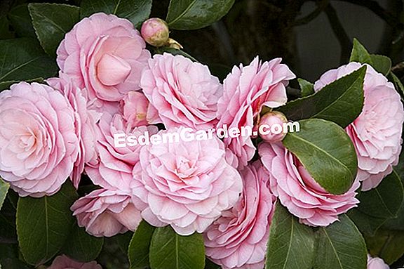 Camellia tenyésztési és karbantartási lap
