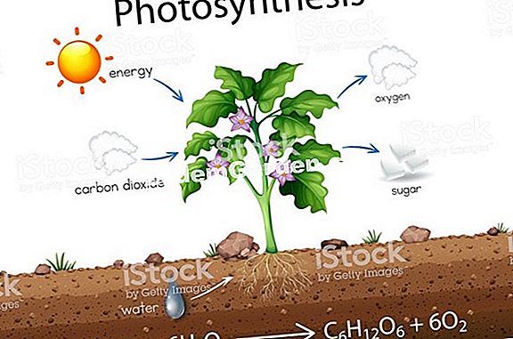 광합성 또는 식물이 자체 재료를 만드는 방법