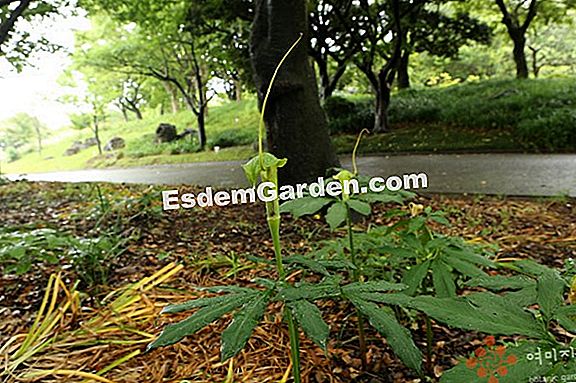 ์๋ฌผ arisaema