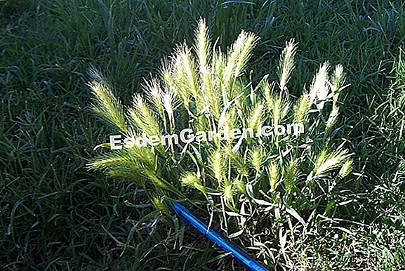 Poaceae 가족의 녹색 비료