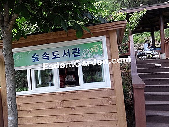 베고니아 렉스 절단