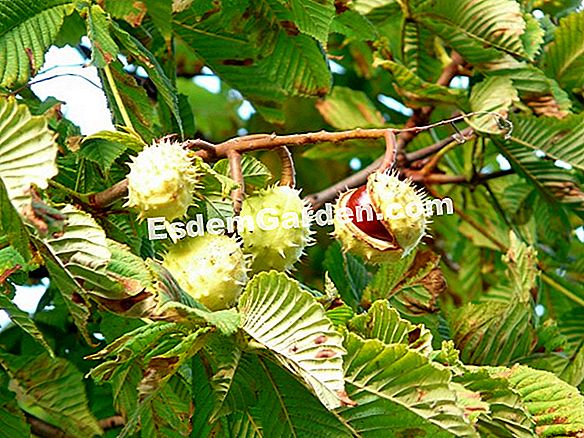 밤나무 재배 'Monstrosa'(Aesculus hippocastanum 'Monstrosa')