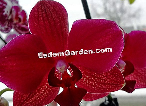 Cattleya arba gegutės orchidėja: auginimas, laistymas, žydėjimas