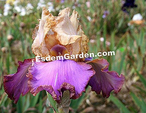 Iris Cayeux: 2019 m. Naujovės